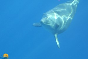 Dolphins and Whalesharks 